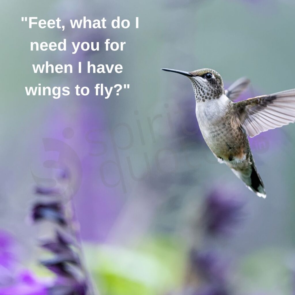 Feet, what do I need you for when I have wings to fly?