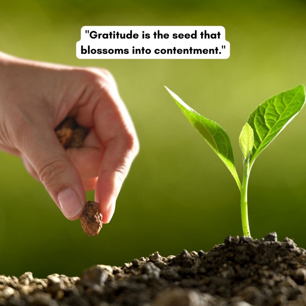 quotes by Mahesh Yogi on gratitude as blossoms